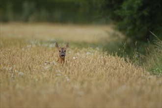 Roe deer (Capreolus capreolus) adult female doe in a summer wheat field, Suffolk, England, United