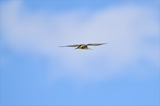 European bee-eater (Merops apiaster) flying in the sky, Spain, Europe