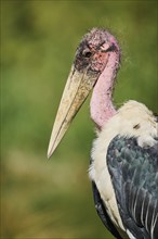 Marabou Stork (Leptoptilos crumenifer) portrait, Spain, Europe