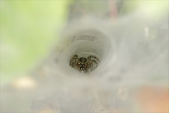 Common labyrinth spider (Agelena labyrinthica), female in web, North Rhine-Westphalia, Germany,