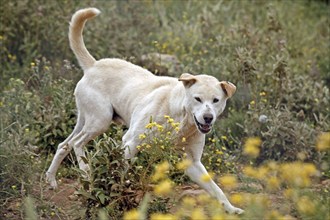 Dingo (Canis lupus dingo), Antequera, Andalusia, Spain, Captive, Europe