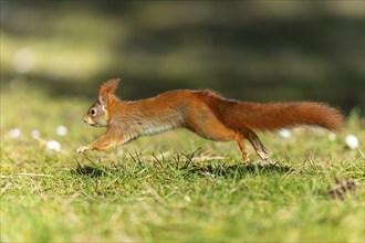 Eurasian red squirrel (Sciurus vulgaris) jumping in a meadow, wildlife, Germany, Europe