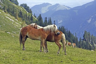 Haflinger, Ebbs, Tyrol, Austria, Europe