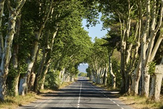 Hybrid plane (Platanus × hispanica, Platanus × acerifolia) growing beside a street forming an