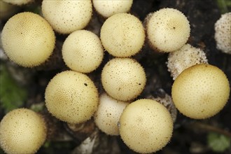 Pear duster or pear bovist (Apioperdon pyriforme, Lycoperdon pyriforme), North Rhine-Westphalia,