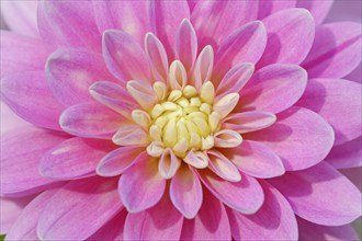 Dahlia (Dahlia Hybride), flower detail, ornamental plant, North Rhine-Westphalia, Germany, Europe