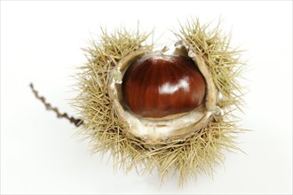 Sweet chestnut or sweet chestnut (Castanea sativa), fruit, chestnut on a white background