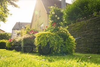 A garden with blooming flowers in front of a house and a stone wall in the sunlight, Nagold, Black