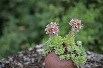 Flowering common houseleek (Sempervivum tectorum), Bavaria, Germany, Europe