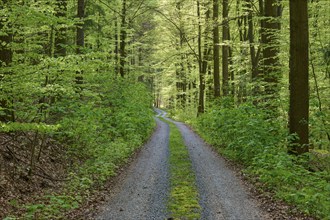 A sunlit forest path leading through a green clearing in a dense forest, Obernburg, Spessart,