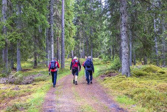 Group of men hiking with backpacks on a woodland trail in an old spruce forest with big trees