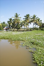 Water hyacinths (Pontederia subg. Eichhornia) blooming on a river in the canal system of the