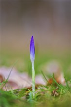 Nature photograph of a single spring crocus (Crocus vernus) in diffuse light, Neustadt am