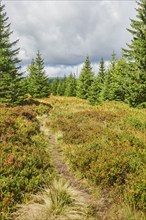 Vegetation with Norway spruce (Picea abies) and colored European blueberry (Vaccinium myrtillus) on