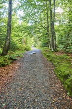 Hiking trail to Mount Lusen in late summer, Bavarian Forest, Bavaria, Germany, Europe