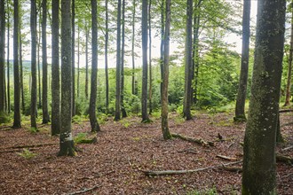 Mixed forest on Mount Lusen in late summer, Bavarian Forest, Bavaria, Germany, Europe