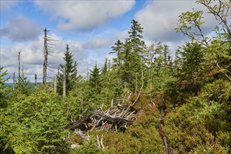 Vegetation with Norway spruce (Picea abies) and colored European blueberry (Vaccinium myrtillus) on