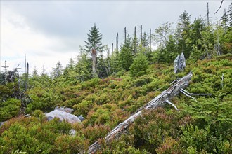 Vegetation with Norway spruce (Picea abies) and colored European blueberry (Vaccinium myrtillus) on