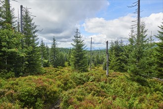 Vegetation with Norway spruce (Picea abies) and colored European blueberry (Vaccinium myrtillus) on