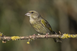 European greenfinch (Carduelis chloris) female sitting on a branch overgrown with lichen,