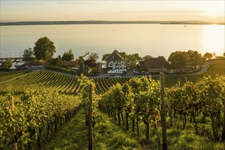 Lake Constance and vineyards, Meersburg, Lake Constance, Baden-Württemberg, Germany, Europe