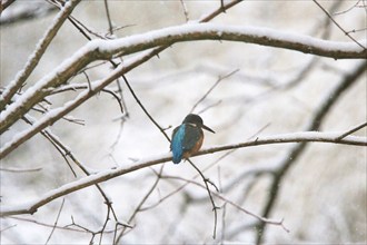 Common kingfisher (Alcedo atthis) on a snow-covered branch, winter, Saxony, Germany, Europe