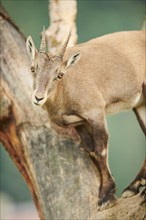 Alpine ibex (Capra ibex) female, portrait, wildlife Park Aurach near Kitzbuehl, Austria, Europe