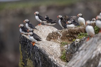 Puffin (Fratercula arctica), group at breeding site, Grimsey Island, Iceland, Europe