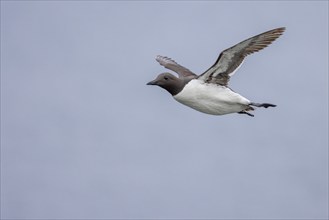 Common guillemot (Uria aalge), flying, Grimsey Island, Iceland, Europe