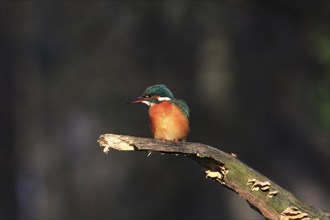 Common kingfisher (Alcedo atthis) sitting on a branch, winter, Saxony, Germany, Europe