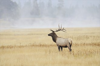 Wapiti (Cervus canadensis, Cervus elaphus canadensis), male in the morning mist, Yellowstone