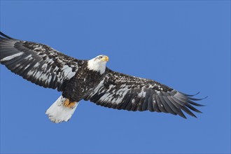 Juvenile bald eagle (Haliaeetus leucocephalus) flying under a blue sky. Region of Lanaudiere.