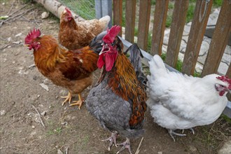 Crowing rooster (Gallus) with his chickens, Siegen, North Rhine-Westphalia, Germany, Europe