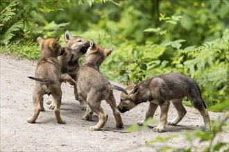 A group of playing wolf pups on a sandy path surrounded by green vegetation, European grey gray