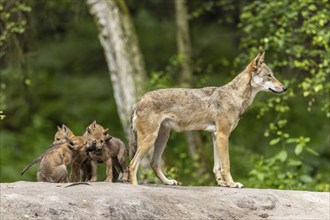 An adult wolf guards the surroundings while the three pups are curious, European grey gray wolf