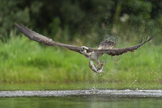 Western osprey (Pandion haliaetus) hunting with a trout, Aviemore, Scotland, Great Britain