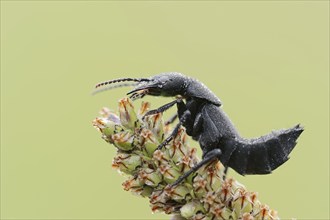 Devil's coach-horse beetle (Ocypus olens) in defence posture, North Rhine-Westphalia, Germany,