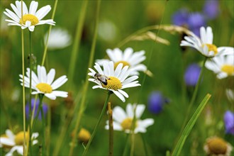 Flowering marguerites (Leucanthemum) with western honey bee (Apis mellifera), colourful flowers,