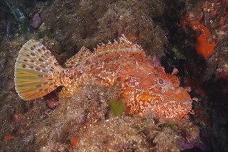 Large red scorpionfish (Scorpaena scrofa), sea sow, in the Mediterranean near Hyères. Dive site