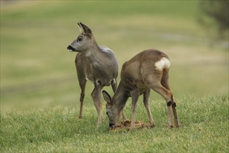 European roe deer (Capreolus capreolus) fawn and buck fawn in winter coat on the meadow, Allgäu,