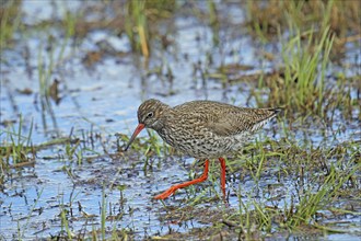 Common redshank (Tringa totanus) foraging in shallow water, central Sweden, Sweden, Scandinavia,