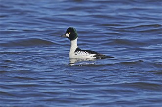 Common goldeneye (Bucephala clangula) male, Central Sweden, Sweden, Scandinavia, Europe