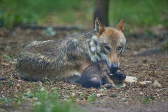 Gray wolf (Canis lupus), old animal lying on the ground, grooming and playing with pups, summer,