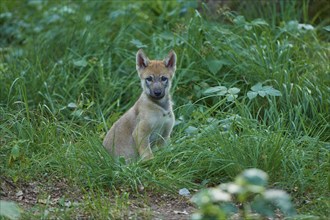 Gray wolf (Canis lupus), puppy in the forest, surrounded by green leaves and trees, summer,