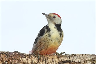 Middle spotted woodpecker (Dendrocopos medius) sitting attentively on birch trunk, in winter, light