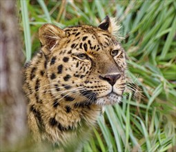 Amur leopard (Panthera pardus orientalis) Animal portrait, captive, threatened with extinction,