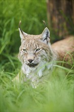 Eurasian lynx (Lynx lynx) lying in the grass, Wildpark Aurach, Kitzbühl, Tirol, Austria, Europe