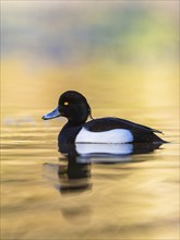 Male of Tufted Duck, Aythya fuligula, bird on water at winter time