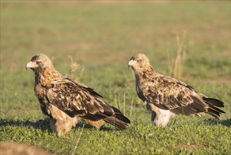 Juvenile Iberian Eagle, Spanish Imperial Eagle (Aquila adalberti), Extremadura, Castilla La Mancha,