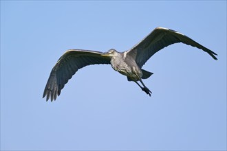 Grey heron (Ardea cinerea) in flight, Lower Saxony, Germany, Europe